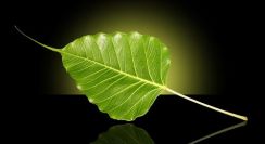 Hạt cát dưới bước chân trần…