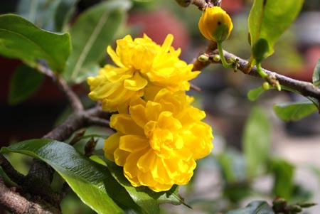 Xuân trong ánh đạo